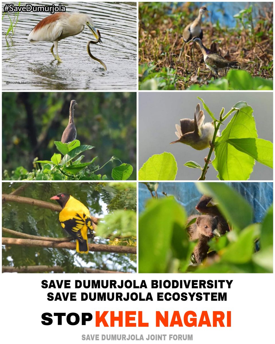 DuttaAnimesh12's tweet photo. West Bengal Govt has passed a new project named ‘Khel Nagari’ that is planned to be constructed over the entire land, which will include a shopping complex, housing complexes etc. Due to this project the entire ecosystem of Dumurjola shall collapse. #SaveDumurjola #StopKhelNagari https://t.co/7kZHlrhjnk