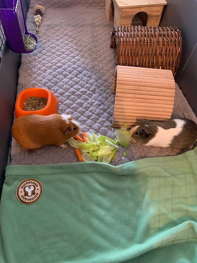 GuineaDad's tweet photo. #GuineaDadModels of the day are these two peaceful princesses, Daisy and Minnie π§‘
Look how cozy she is resting her chin on her comfy GuineaDad Liner π₯°β
β
Shop with GuineaDad for Black Friday by clicking π https://t.co/yAnUTaTEHp https://t.co/V23LDZHf3O
