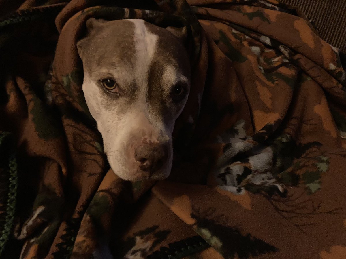 brittbarr24's tweet photo. Warming up the old bones to get at some zombs on our night patrol β¦ and I promise, I had nothing to do with #StormArwen #RRRAAA #ZSHQ #zombiebullz ππΆπΎ https://t.co/40qWBm3XEa