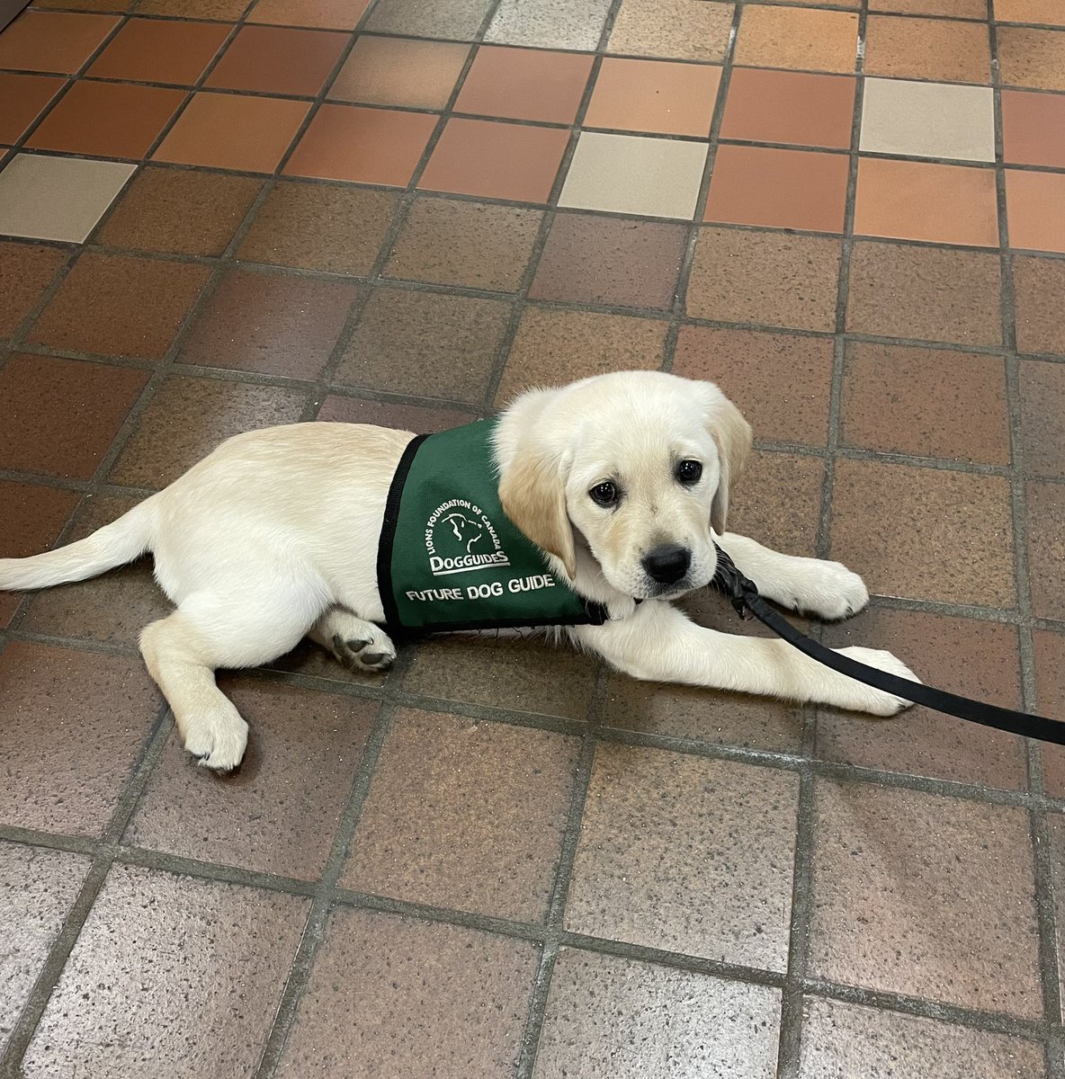 smilenwaven's tweet photo. In case anyone needs a smile. #futuredogguide #dogsoftwitter https://t.co/NKdBR3YSQ4