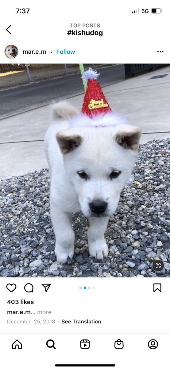 InuKishu's tweet photo. @binance Hello @binance just add #kishu do now😍🐶 so cute. https://t.co/TUjXco0be8