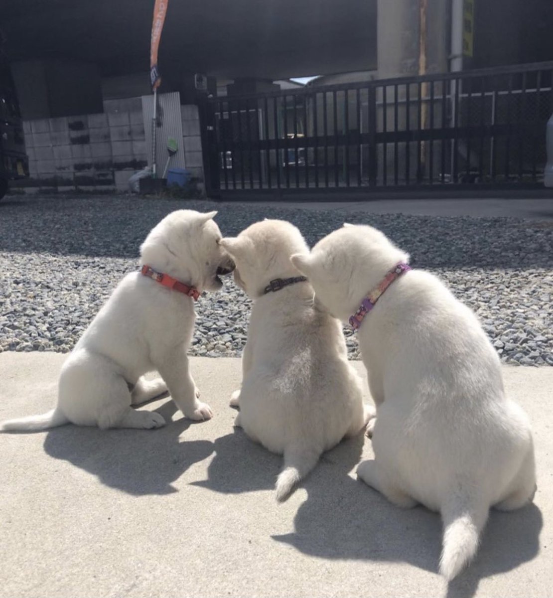 InuKishu's tweet photo. @binance Hello @binance just add #kishu do now😍🐶 so cute. https://t.co/TUjXco0be8