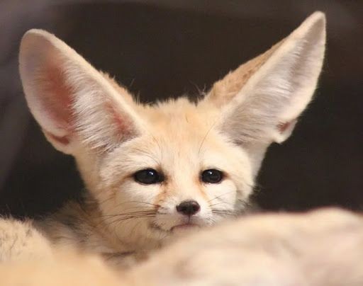 FennecFoxToken's tweet photo. https://t.co/K8tropK7oB