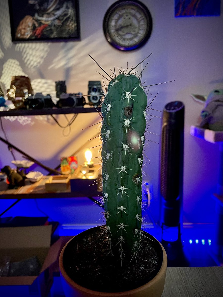 PoseidonIRL's tweet photo. In honor of #SmallBusinessSaturday I decided to add a new member to our #smallstreamer backgroundβ¦the murder cactus Marv! Come say hi to him next time Iβm live!π΅
#cod #warzone #twitch #twitchtv #ttv #smallstreamersaturday #pathtoaffiliate #live #follow #cactus #plants #desert https://t.co/BSkdZPwPK3