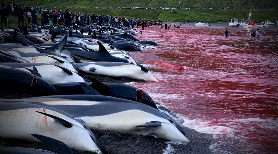 KambojAnanya's tweet photo. They have memories. They call each other by name. They understand joy... and grief. Imagine the terror they had to face.
Let's bring attention to the slaughter of dolphins in the #FaroeIslands. ✊ Together, we can all help to #StoptheGrind! 🐬
@MonaPatelT @ishdeep_kohli https://t.co/4yzcYVkhog