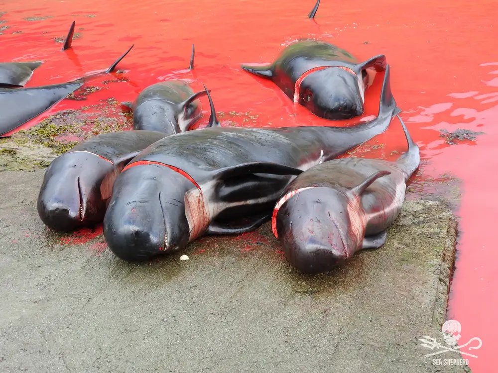 KambojAnanya's tweet photo. They have memories. They call each other by name. They understand joy... and grief. Imagine the terror they had to face.
Let's bring attention to the slaughter of dolphins in the #FaroeIslands. ✊ Together, we can all help to #StoptheGrind! 🐬
@MonaPatelT @ishdeep_kohli https://t.co/4yzcYVkhog