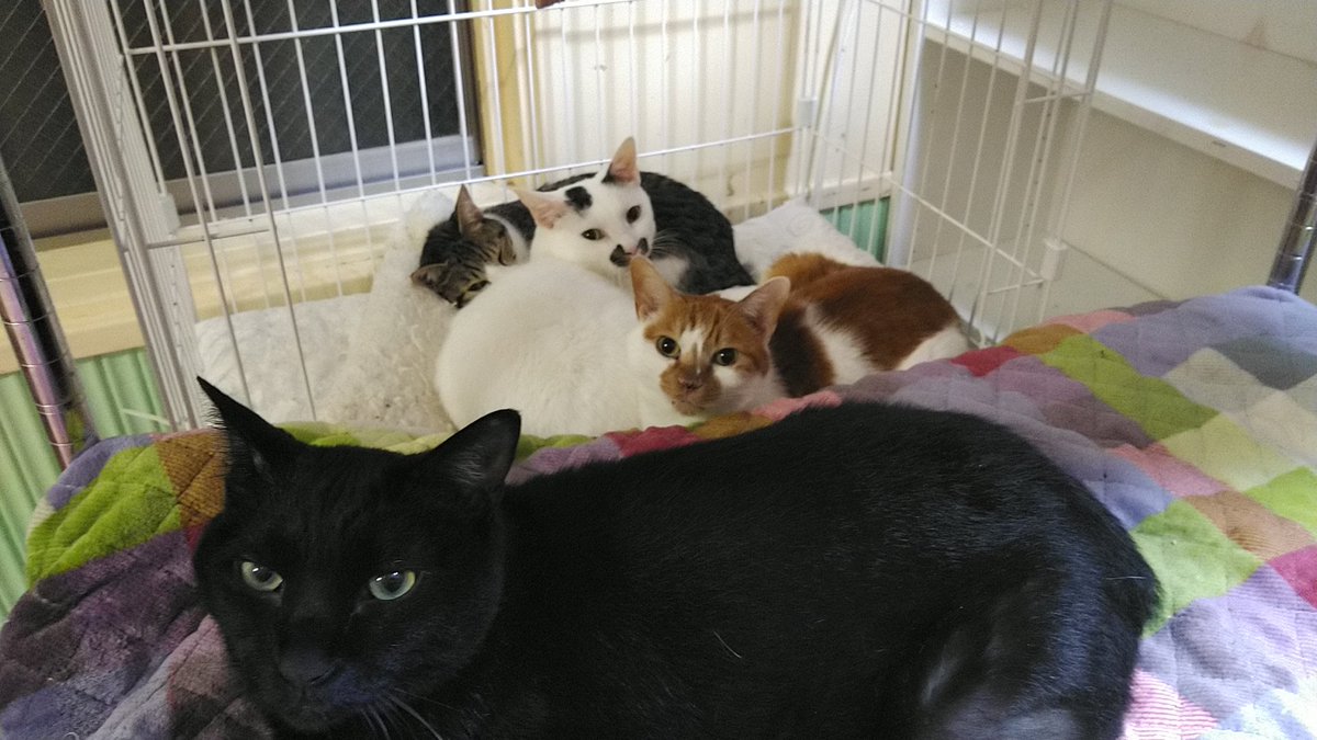 ねこのひみつ基地 Nekohimitsukiti Twitter