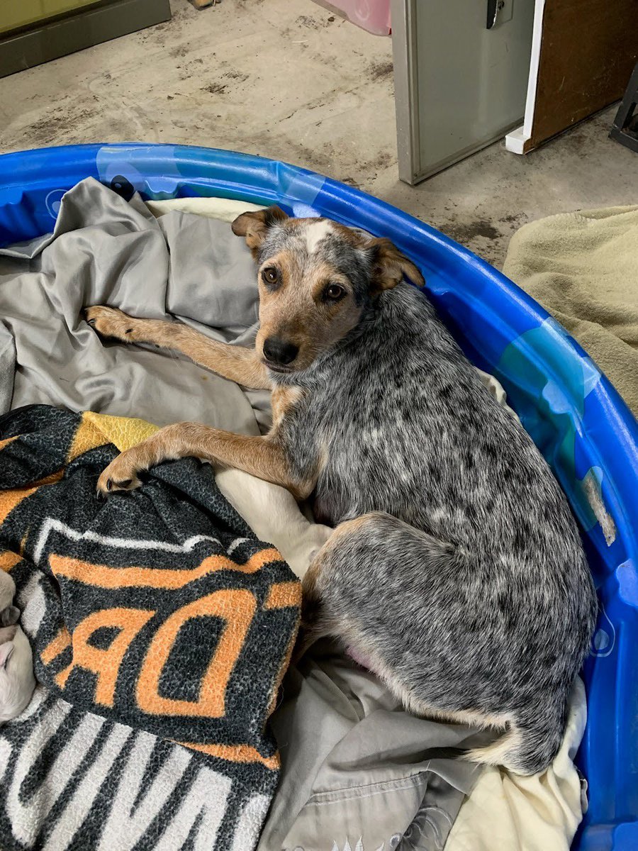 PawPlan's tweet image. #mommydog Julie is being treated for anemia &amp;amp; lumbar pain. She’s resting up at her foster’s home💛#pups are fine. I don’t usually share this link paypal.com/donate/?hosted… but this #vetbill was an unexpected expense for the #petrescue if any1 wants to chip in $5. If not, no biggie!