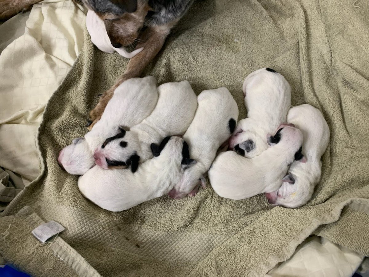 PawPlan's tweet image. #mommydog Julie is being treated for anemia &amp;amp; lumbar pain. She’s resting up at her foster’s home💛#pups are fine. I don’t usually share this link paypal.com/donate/?hosted… but this #vetbill was an unexpected expense for the #petrescue if any1 wants to chip in $5. If not, no biggie!