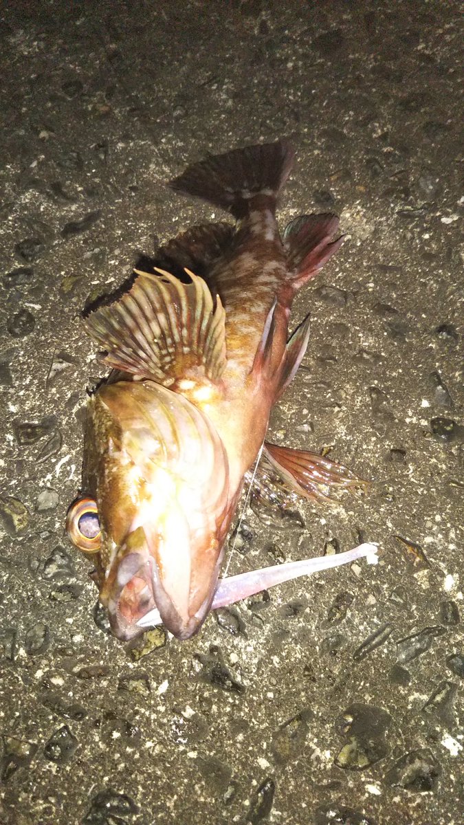 カサゴを釣るのが精一杯です…