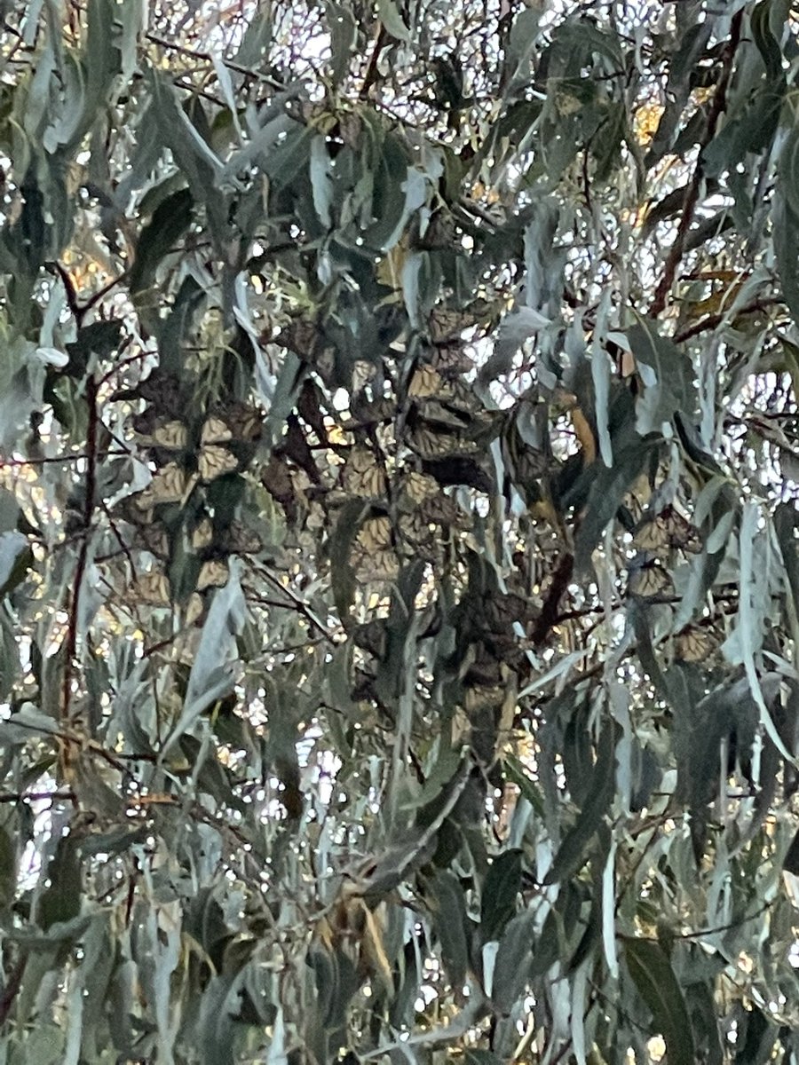 CarmenLidz's tweet photo. Took a drive to Pismo to see the Monarch butterflies and stuck around for the sunset. #ExploreCA https://t.co/sQJjeTQoDV