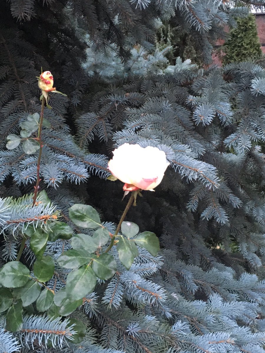 Olga Lasarewa (@olasarewa) on Twitter photo 