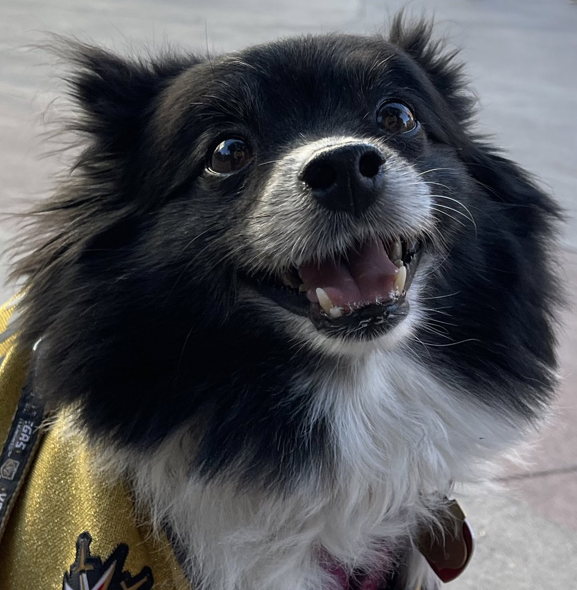 VGKPandaPup's tweet photo. Guess the Plaza #LuckyVGKNoseBoops aren’t coming through for us.  Therefore, let’s do what we know best.  #BoopMe now!  Let’s turn this game around! 

#VegasBorn
#VGK9Krew https://t.co/fWkNIBx9rL