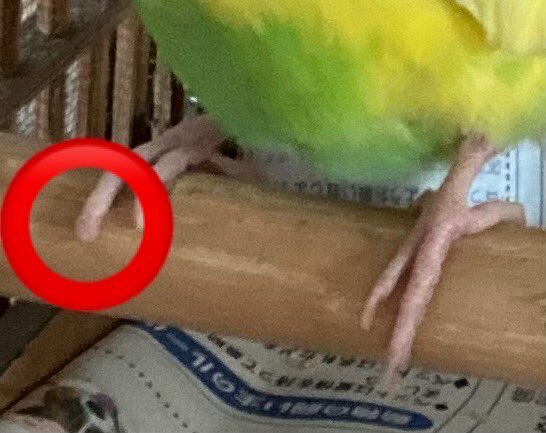 sai01yu's tweet photo. 熊本で保護されたインコ。

心当たりあるかたは連絡ください！ https://t.co/O368LohcQ0