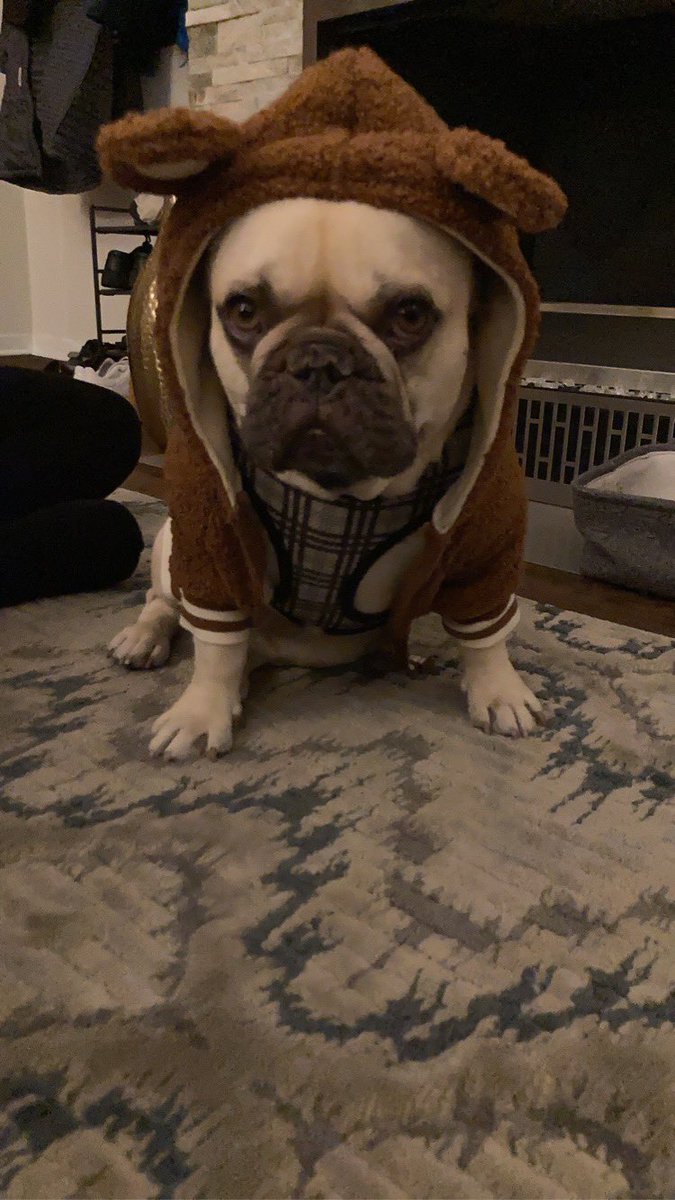 JCraciun's tweet photo. @GlennonDoyle Honey isn’t alone. Rosie feels the same about having to follow dress codes for our damn holidays. https://t.co/cFAZOmWvue