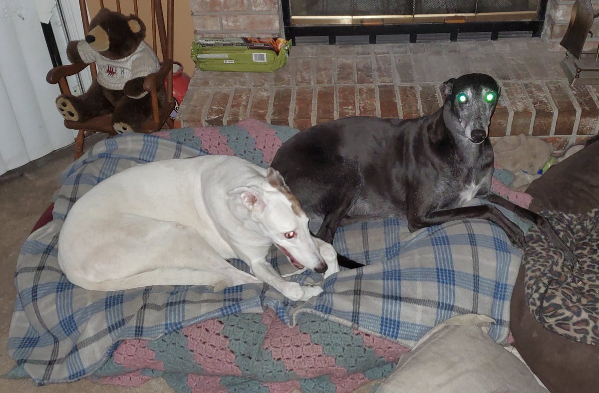 datkinso30's tweet photo. @EPlesek My girls, #Greybies waiting for me to start a fire ๐ฅ tonight
42 in NEFL ๐ฅถ https://t.co/q3uGUR9TE4