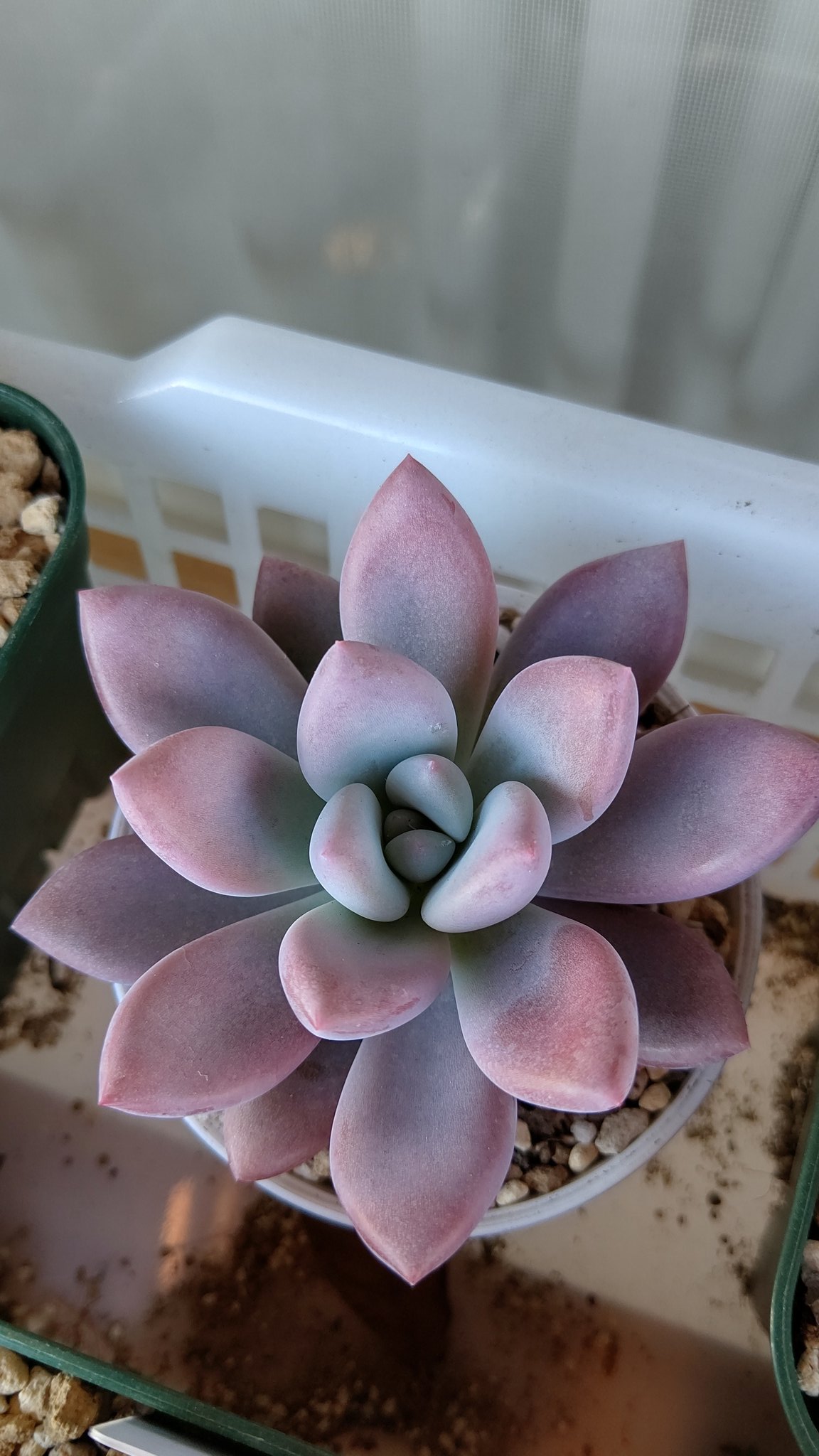 666vanilla 多肉 朝はたまに霜が降りるようになりました まだ寒さ対策ほぼしてない マイナスになる前にやらないとー 今日撮った子達 オパリナ シルエット エボニーレッドスーパーコロン ダイソーのアトランティス 多肉植物 エケベリア 666vanilla 多肉 朝はたまに霜が降りるようになりました まだ寒さ対策ほぼしてない マイナスになる前にやらないとー 今日撮った子達 オパリナ シルエット エボニーレッドスーパーコロン ダイソーのアトランティス 多肉植物 エケベリア