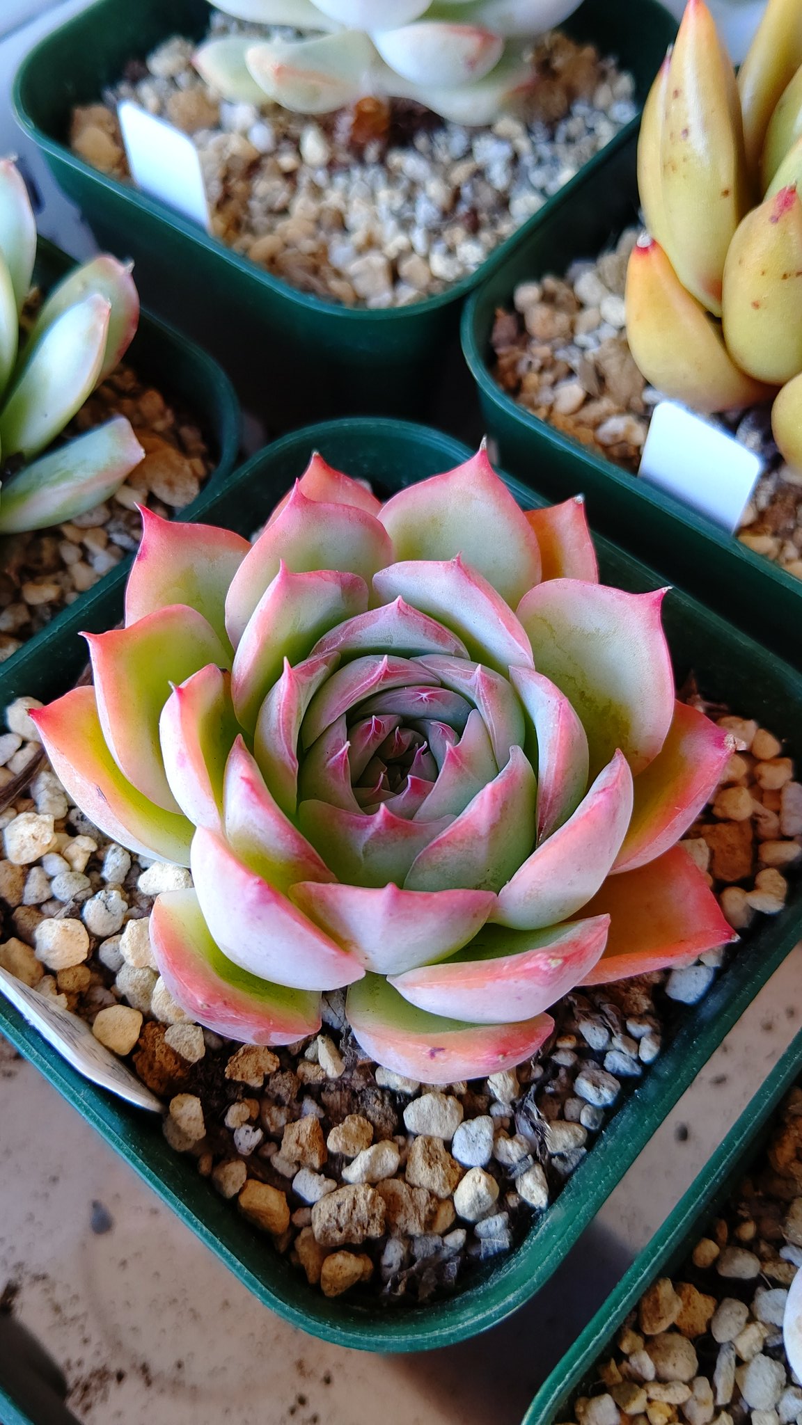 666vanilla 多肉 朝はたまに霜が降りるようになりました まだ寒さ対策ほぼしてない マイナスになる前にやらないとー 今日撮った子達 オパリナ シルエット エボニーレッドスーパーコロン ダイソーのアトランティス 多肉植物 エケベリア