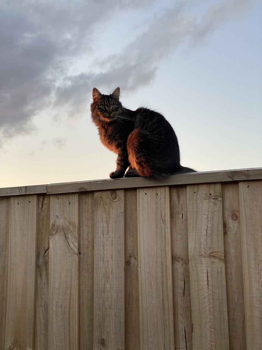 leroydrum's tweet photo. @Tameikallen Here’s one of my ratbag cat striking a pose 😎 https://t.co/ASorUCgbuS