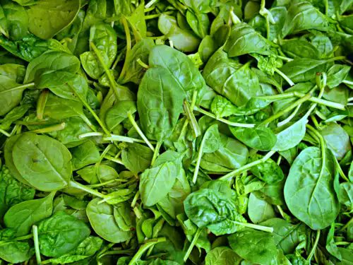 thanimajohn96's tweet photo. Delicious Leaves 
#Healthyfood #spinach #bestfood #Favorite https://t.co/9U7VdZhWw1