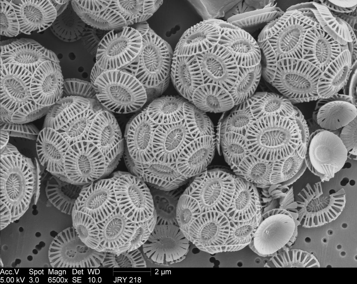 Chalk under a microscope. It's made from ancient algae blooms.