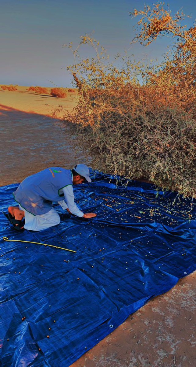 greenrafha's tweet photo. مبادرة #رابطة_رفحاء_الخضراء بتجميع #بذور #السدر_البري  لمركز ابحاث الابل والمراعي #الجوف
 #السعودية_الخضراء #مبادرة_السعودية_الخضراء https://t.co/cxGCmIEYhr
