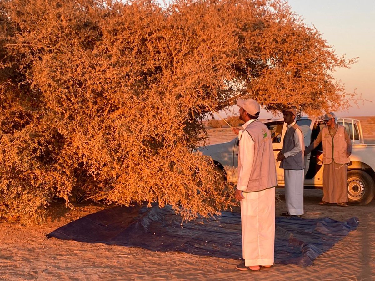 greenrafha's tweet photo. مبادرة #رابطة_رفحاء_الخضراء بتجميع #بذور #السدر_البري  لمركز ابحاث الابل والمراعي #الجوف
 #السعودية_الخضراء #مبادرة_السعودية_الخضراء https://t.co/cxGCmIEYhr