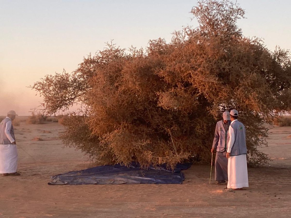 greenrafha's tweet photo. مبادرة #رابطة_رفحاء_الخضراء بتجميع #بذور #السدر_البري  لمركز ابحاث الابل والمراعي #الجوف
 #السعودية_الخضراء #مبادرة_السعودية_الخضراء https://t.co/cxGCmIEYhr