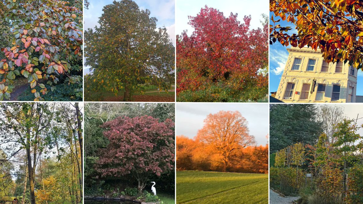 thrivecharity's tweet photo. It’s the final day of our #autumnwellbeing calendar! We hope you’ve enjoyed yourselves 😊 

For our last activity we bring the journey full circle by revisiting our trees from day 1 and taking another photo. Do share your before and after photos with us! 🙌 🍂 

#NationalTreeWeek https://t.co/SwOBjKxUOn