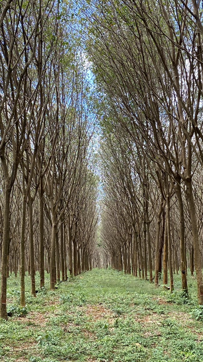 GlobeRovers's tweet photo. Rubber trees on Koh Mak, Thailand #kohmak #rubbertrees #trees #islands #thailand https://t.co/Nj2XgR9PHi