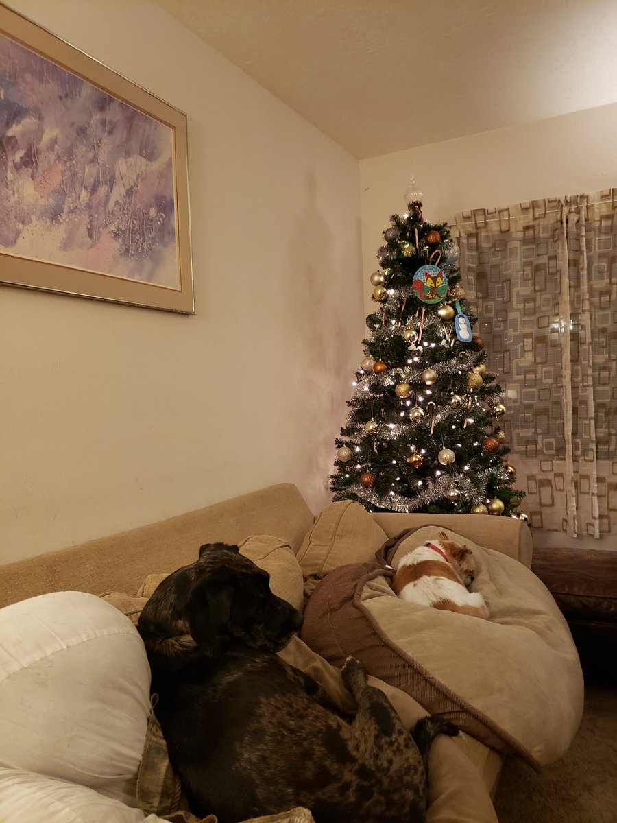 frau_keller's tweet photo. Wir haben unseren Weihnachtsbaum im Wohnzimmer aufgestellt! Nika und Jethro finden den Baum uninteressant. #weihnachtsbaum #christmastree #mhsdeutsch #mhskellerlit #mhsread180 https://t.co/6XRBRjHq6d