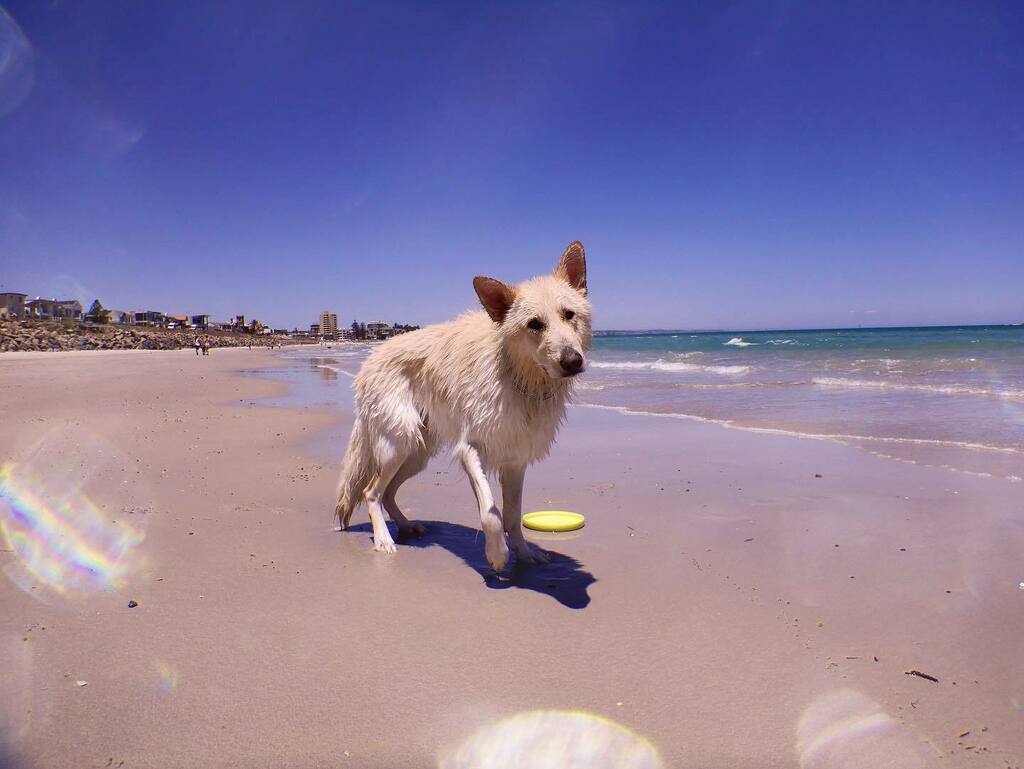 OttoTheWhiteGSD's tweet photo. Sunday beach day 🐶
#beachday #beachdog #gsd #germanshepherd #whiteshepherd #gsdlovers #whitegermanshepherd #dogadventures #dogfun #dogfriendly #dogbeach #dogdoingthings #lovemydog #ottothewhitegsd https://t.co/74rrZqDRHJ