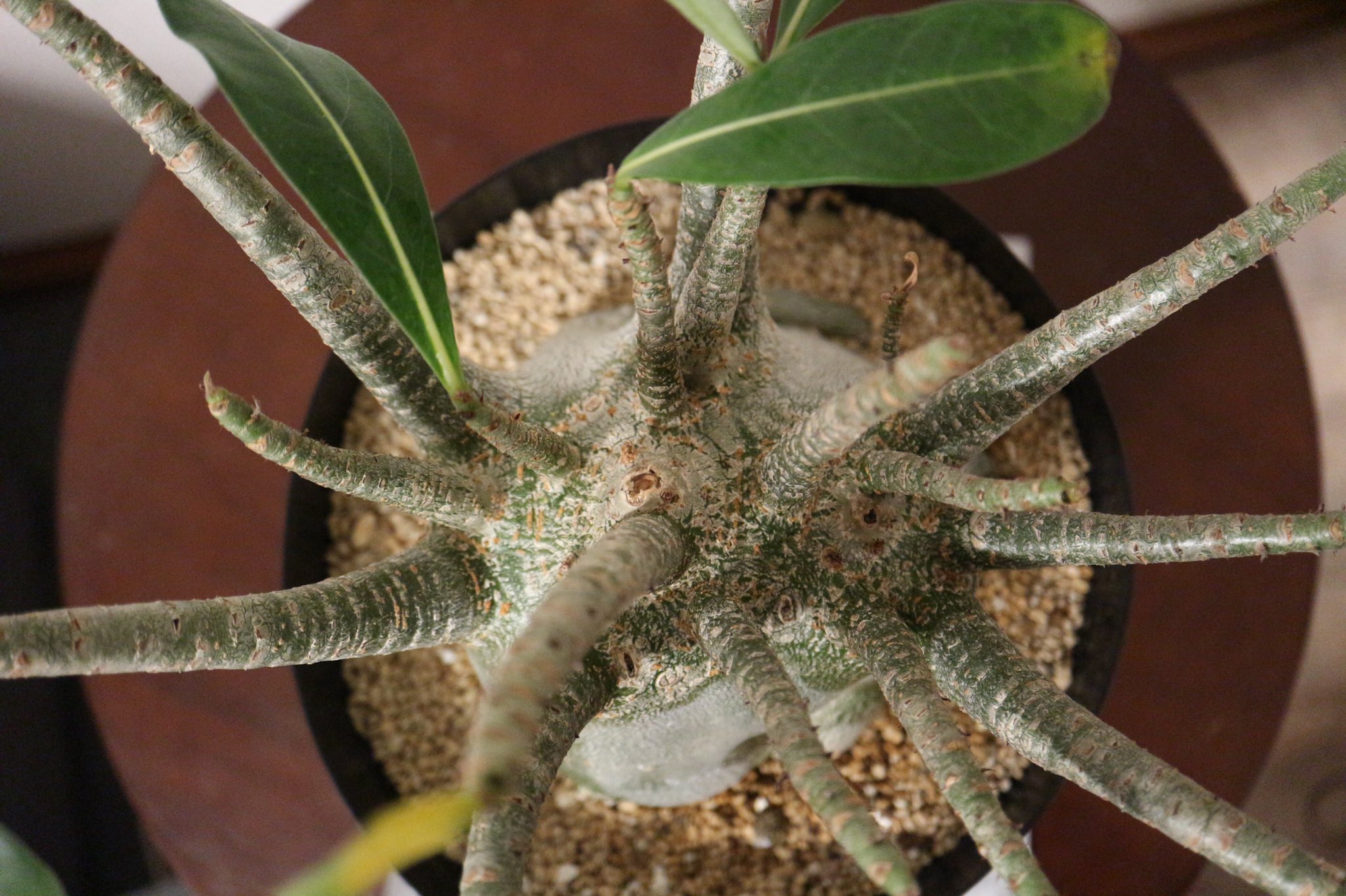 植物日誌 ここ数年 冬に眠らず成長してきたアデニウムが今年は寝ると言い出してドキドキしている T Co Ihk0xqebus Twitter