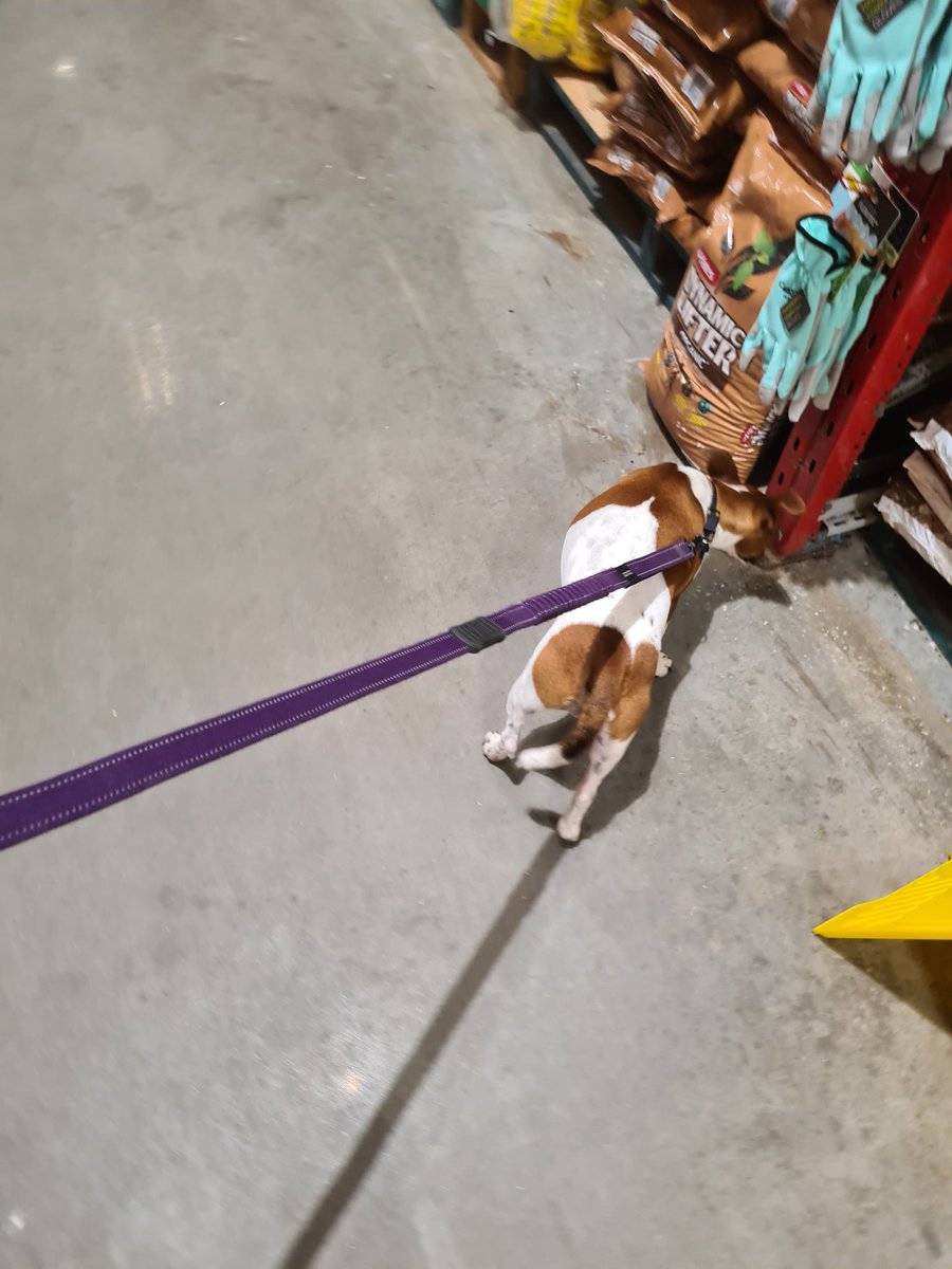 AndrewS94820225's tweet photo. #dogsofbunnings https://t.co/AVgyPLd8cB