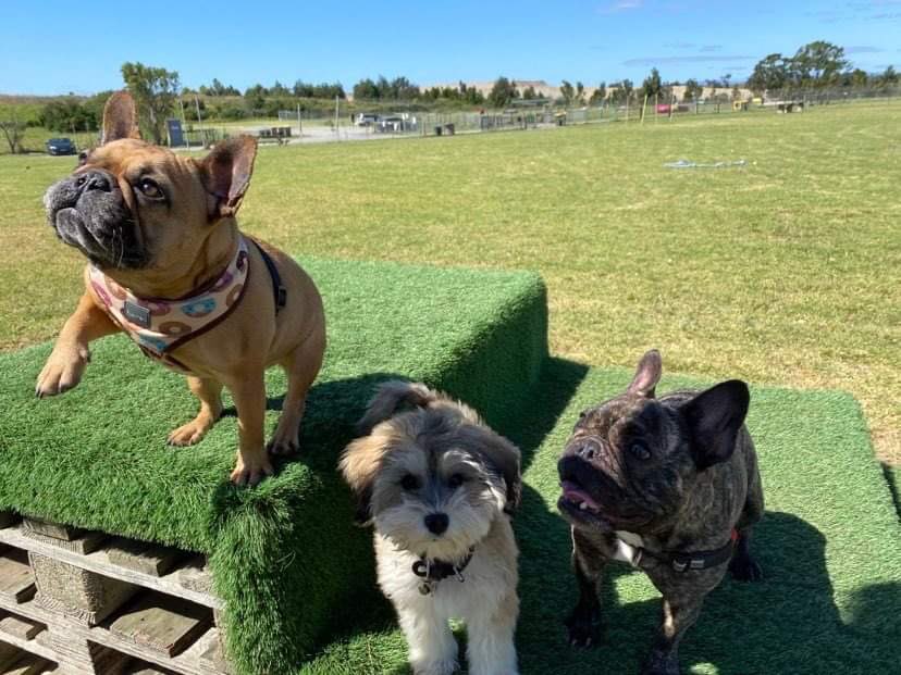 Went to the dog park yesterday with <a href="/AlaynaMCole/">Alayna</a> and we almost got all 3 to sit still for a whole second