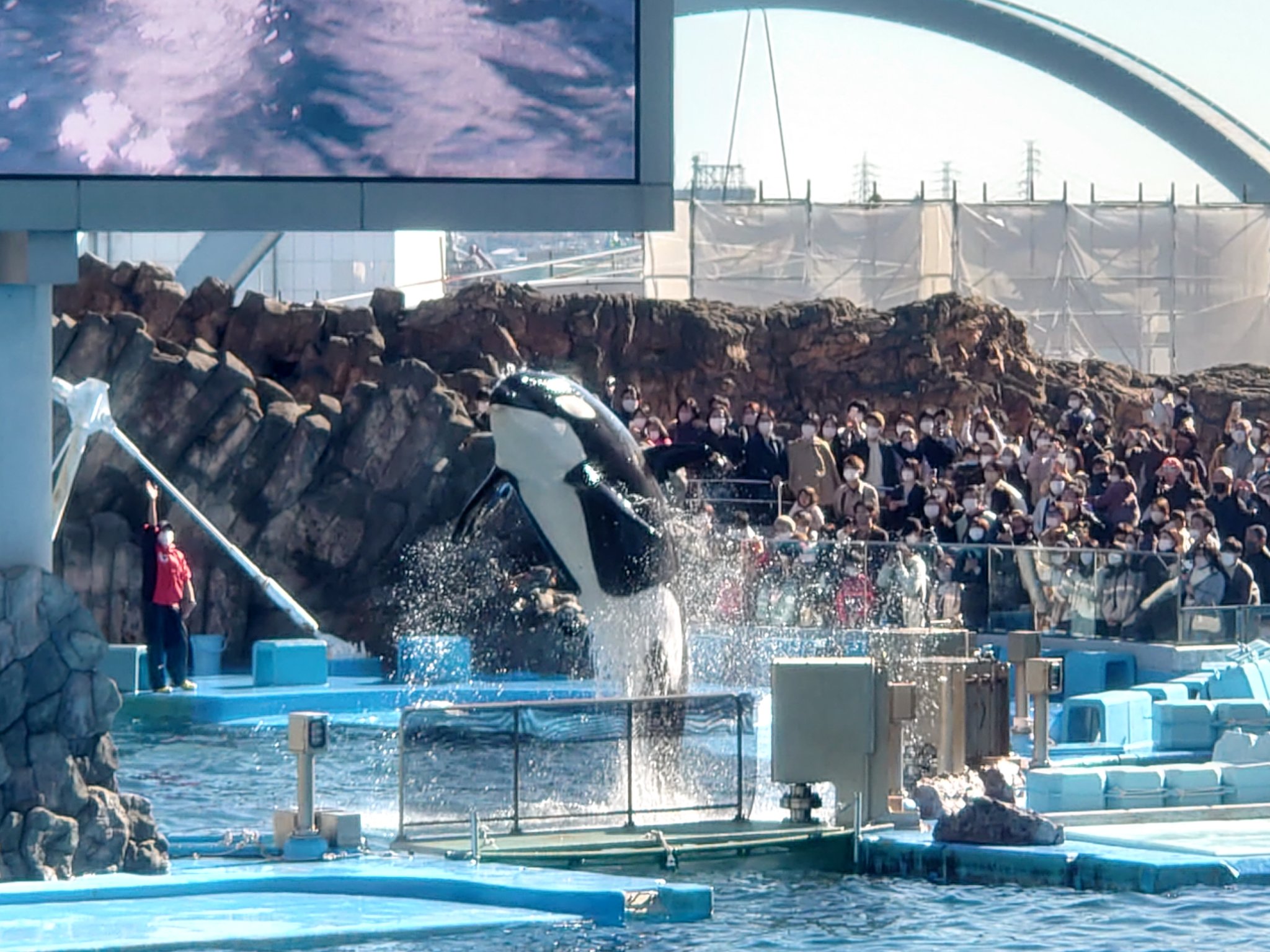 如月 名古屋港水族館に到着 これからイルカショーを見ます 先にシャチショーを見たけども ベルーガも良かったなぁ 名古屋港水族館 イルカショー シャチショー ベルーガ T Co I9cj0bkgix Twitter