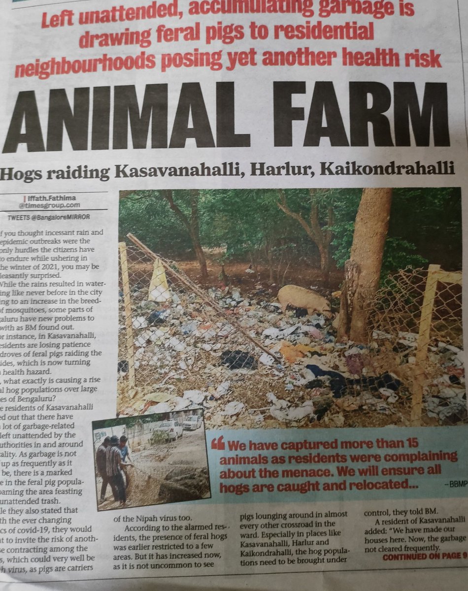 kdevforum's tweet photo. @BBMPCOMM @AHVS_Karnataka as you can see the pig issue is highly unsettling in outer regions of Bengaluru, especially in kasavanahalli, kaikondrahalli, doddakanneli, junnasandra,haralur, choodasandra areas of #Bellandur, quick &amp; sustained action will help.
@Captain_Mani72 https://t.co/nNnN0zS7Ev