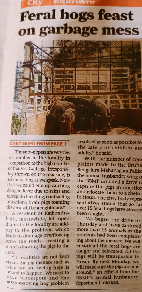 kdevforum's tweet photo. @BBMPCOMM @AHVS_Karnataka as you can see the pig issue is highly unsettling in outer regions of Bengaluru, especially in kasavanahalli, kaikondrahalli, doddakanneli, junnasandra,haralur, choodasandra areas of #Bellandur, quick &amp; sustained action will help.
@Captain_Mani72 https://t.co/nNnN0zS7Ev