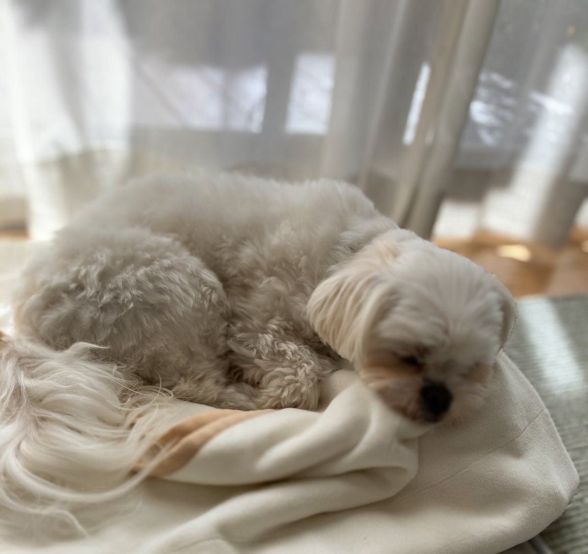 otou0421's tweet photo. 窓辺で日向ぼっこ
ポカポカだぁ
#マルプー　#マルチーズ https://t.co/cKhThZ0qdL