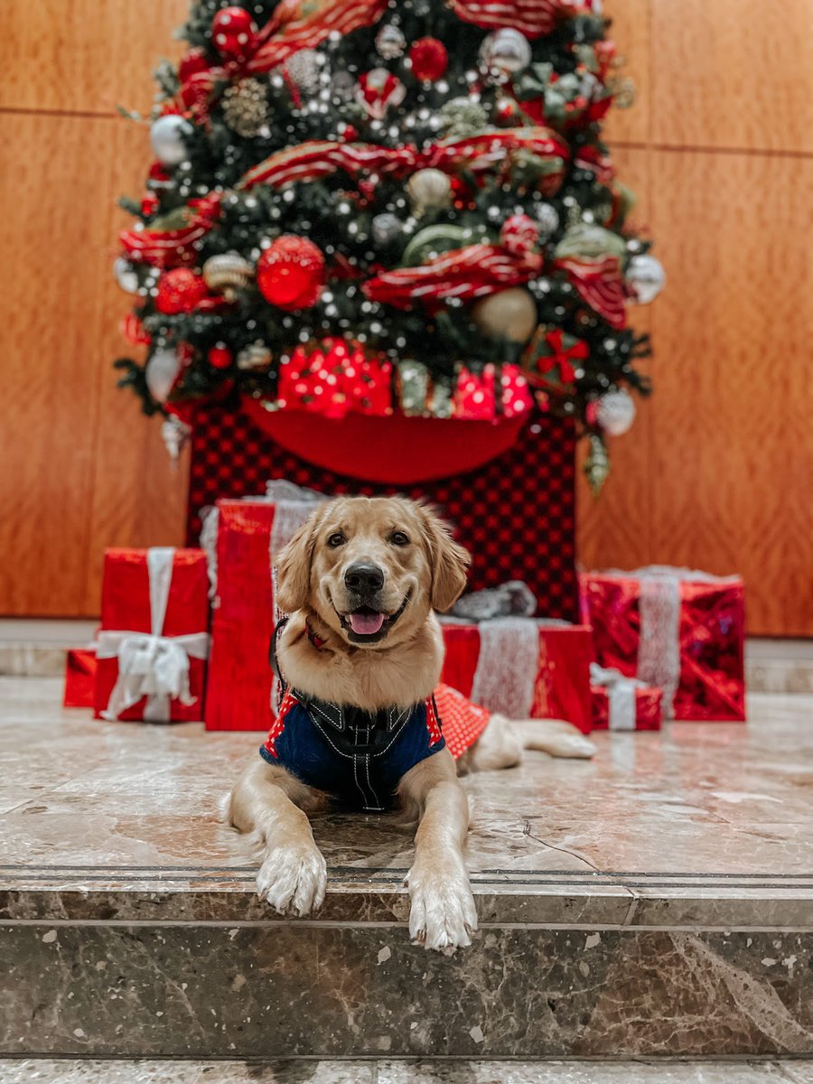 Cider got to see “A Christmas Carol” at the Alliance Theatre! #Christmas #goldenretriever #dogsoftwitter #servicedog #DogTwitter #achristmascarol