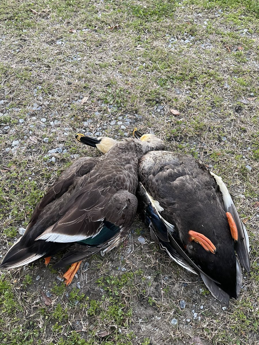 matsutakegohan1's tweet photo. 努力に努力を重ねたカルガモ。
風が強いとエアライフルはなかなかしんどい。
スコープをFFPにして以来外し続けていたけど、ようやく当たり始めた。
#edgun
#matadorr3m
#hunting https://t.co/3vHdX8KChc