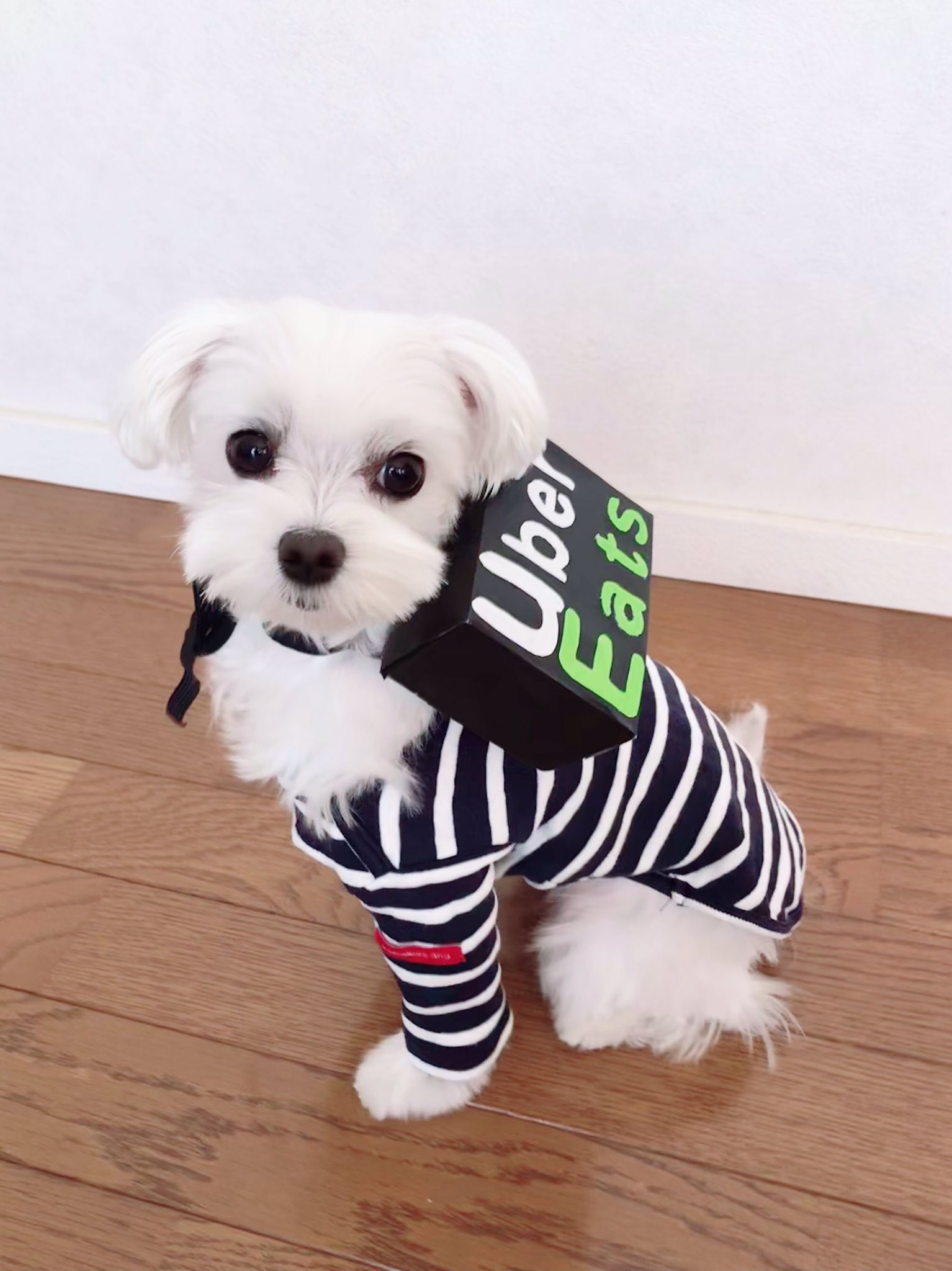 ウーバーイーヌ Twitter Search Twitter