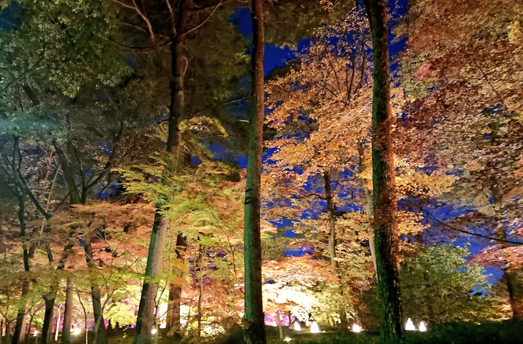 LOVE80226343's tweet photo. ちょっと前に森林公園のイルミネーションいってきましたー
せっかくだから少し早めに行って明るいうちに紅葉も見てきたよ
#森林公園 https://t.co/90KU7Tx2ph