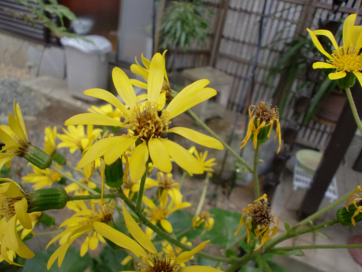 fubt50's tweet photo. #ツワブキの花 #ツワブキ #石蕗 #黄色い花 #花 #冬の花 #11月の花 #flowers #flower #november #yellowflowers #yellowflower #leopardplant
#leopardpants https://t.co/vk7qpzU6YR