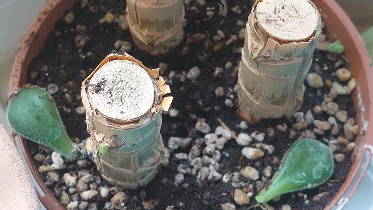 Keme V Twitter 幸福の木 ドラセナ の取り木をした株の下部分の棒状の幹を 10cm位に切って 挿し木をしておいたら たくさん芽 が出てきた T Co Iywu4uoqyw Twitter Keme V Twitter 幸福の木 ドラセナ の取り木をした株の下部分の棒状の幹を 10cm位に切って 挿し木をしておいたら たくさん芽 が出てきた T Co Iywu4uoqyw Twitter