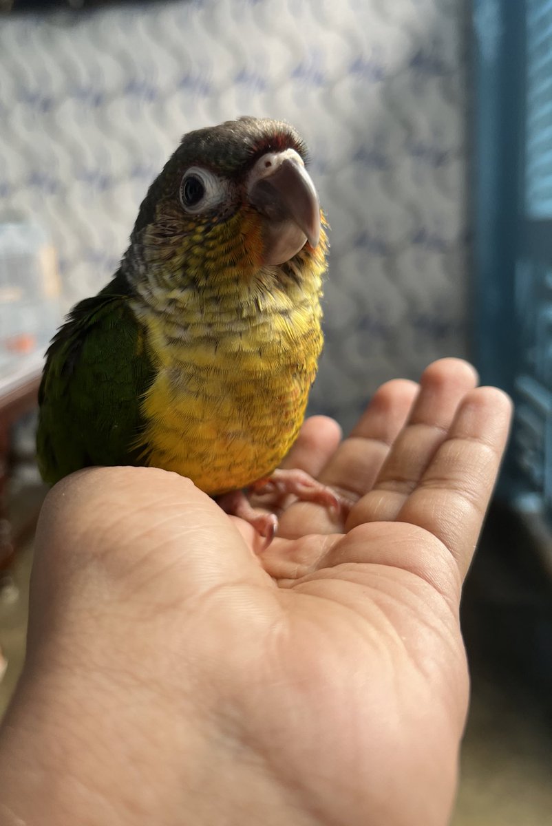 RajkumarAkshaya's tweet photo. 🥺 #conure https://t.co/Jjnc5kiMp7