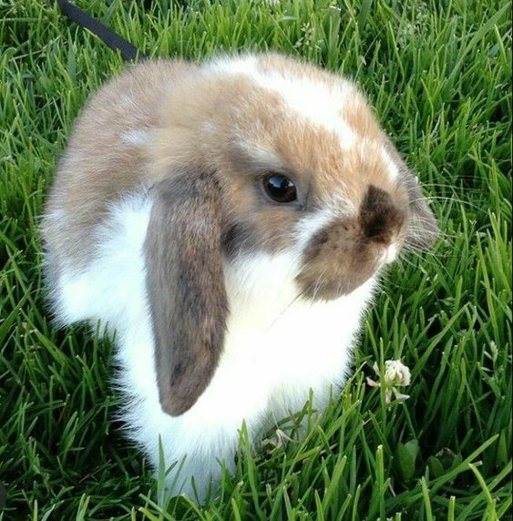 RabbitEveryHour's tweet photo. https://t.co/RN2MyVh0eU