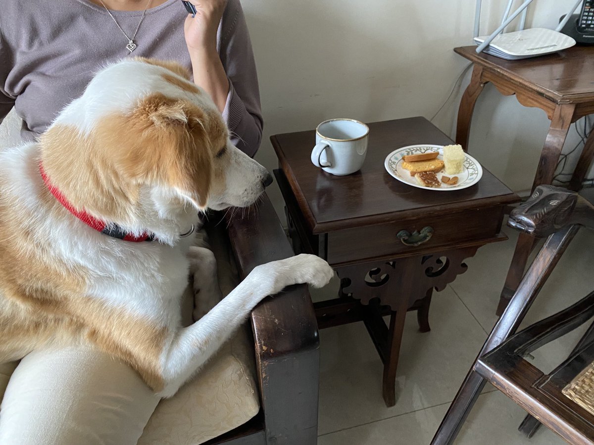 sanjaymaradi's tweet photo. “To eat or not to eat?” #ChuKke #Dog #SundayMorningMusing https://t.co/d6cHMtDGh2