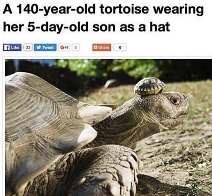 WholesomeMemes (@wholesomememe) on Twitter photo 