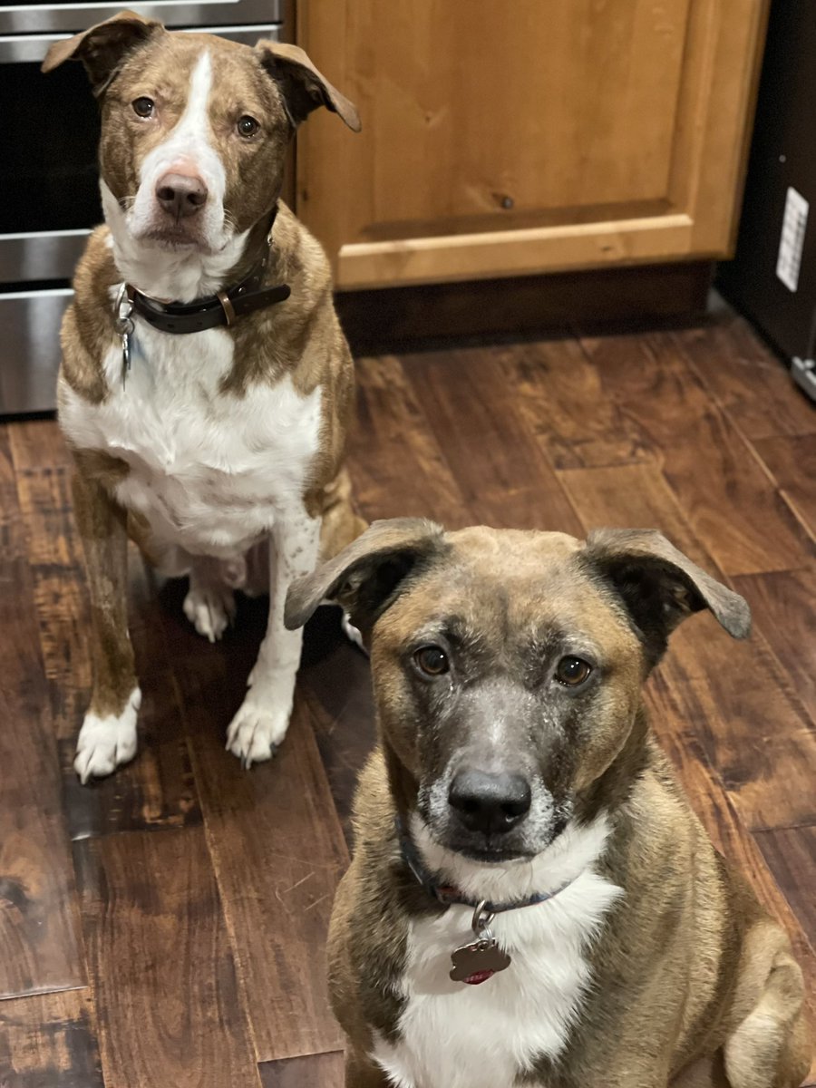 FCooke10's tweet photo. @elonmusk the dogs want me to ask you if the back seats in their new #cybertruck will fold up. https://t.co/w0goJg1esw
